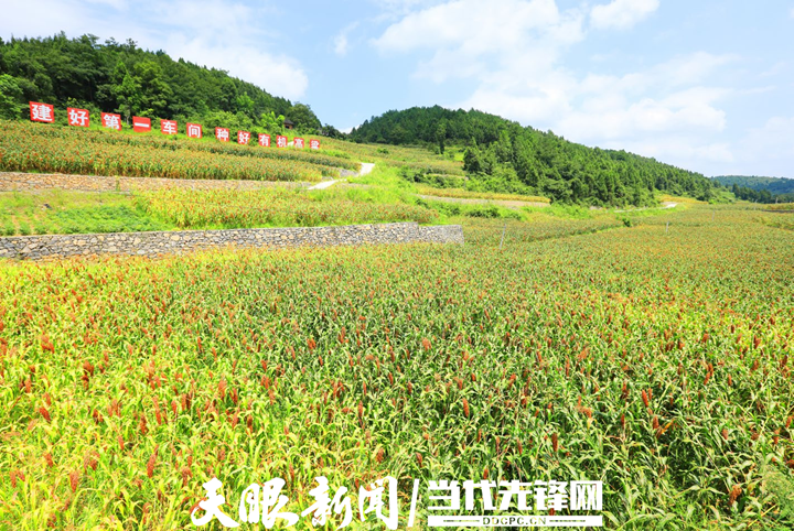 640 红缨子高粱成为支撑贵州千亿级白酒产业的种质资源-酒通社
