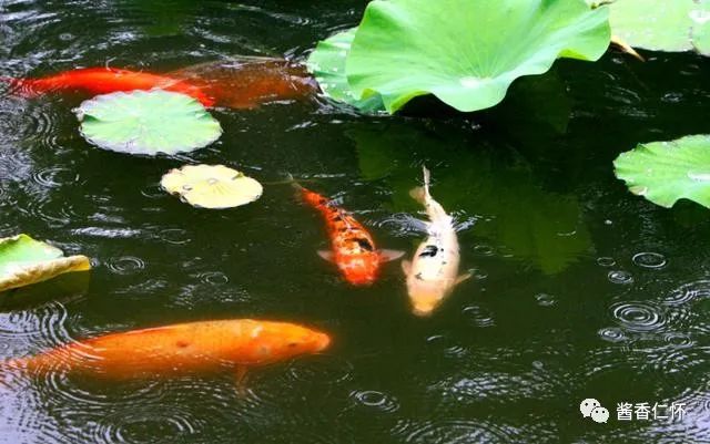 今日芒种丨愿你“芒”有所获，“种”有所得-酒通社