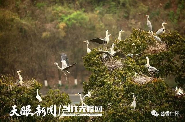 一江赤水 两岸青山 三省共护-酒通社
