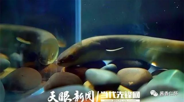 一江赤水 两岸青山 三省共护-酒通社