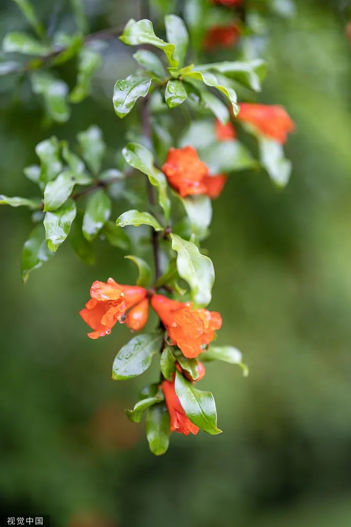 今日端午，祝您端午喜乐安康！-酒通社