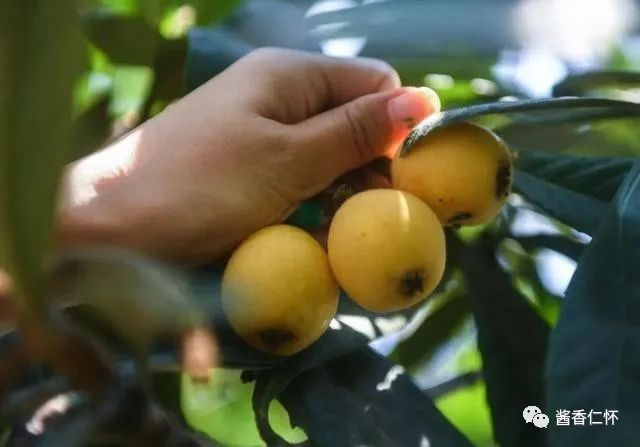 今日芒种丨愿你“芒”有所获，“种”有所得-酒通社