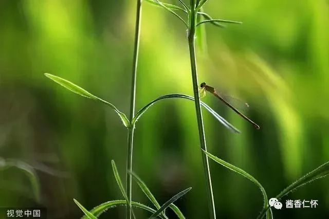 今日芒种丨愿你“芒”有所获，“种”有所得-酒通社