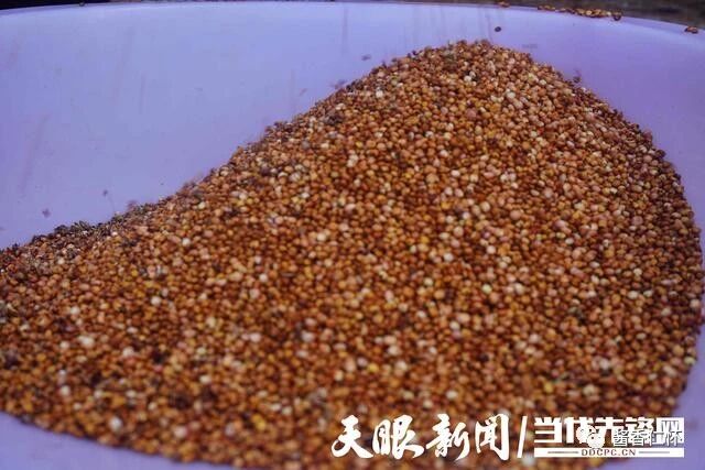 仁怀市大坝镇：高粱丰收掠影里的幸福光景-酒通社