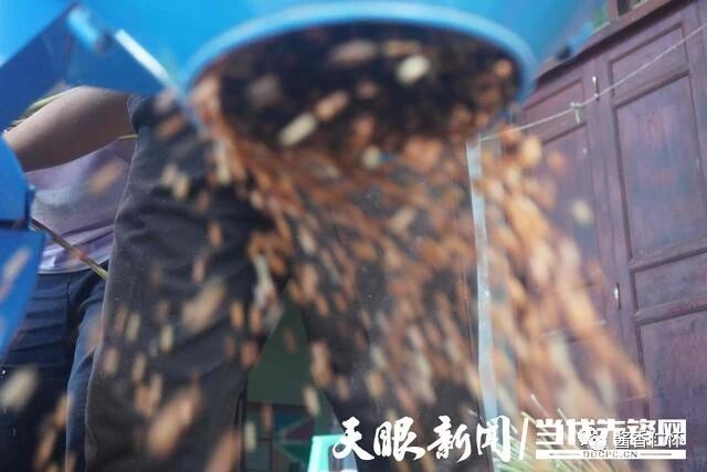 仁怀市大坝镇：高粱丰收掠影里的幸福光景-酒通社