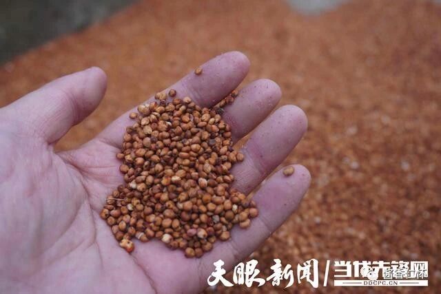 仁怀市大坝镇：高粱丰收掠影里的幸福光景-酒通社