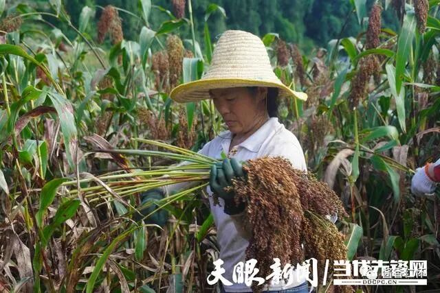 仁怀市大坝镇：高粱丰收掠影里的幸福光景-酒通社
