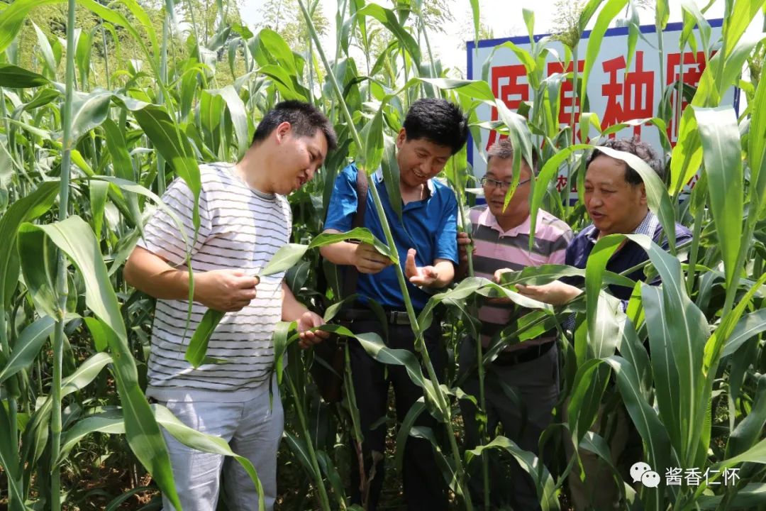 雷文权:36载钻研成果 汇成一首《高粱生产二十四节气气候农事歌》-酒通社