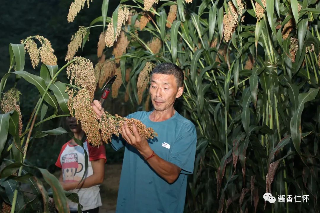 万光明:高粱入仓仪式上的粱农代表-酒通社