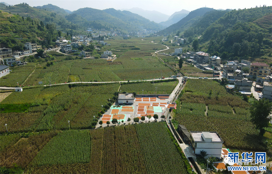 仁怀：粱种基地的美好“丰景”-酒通社