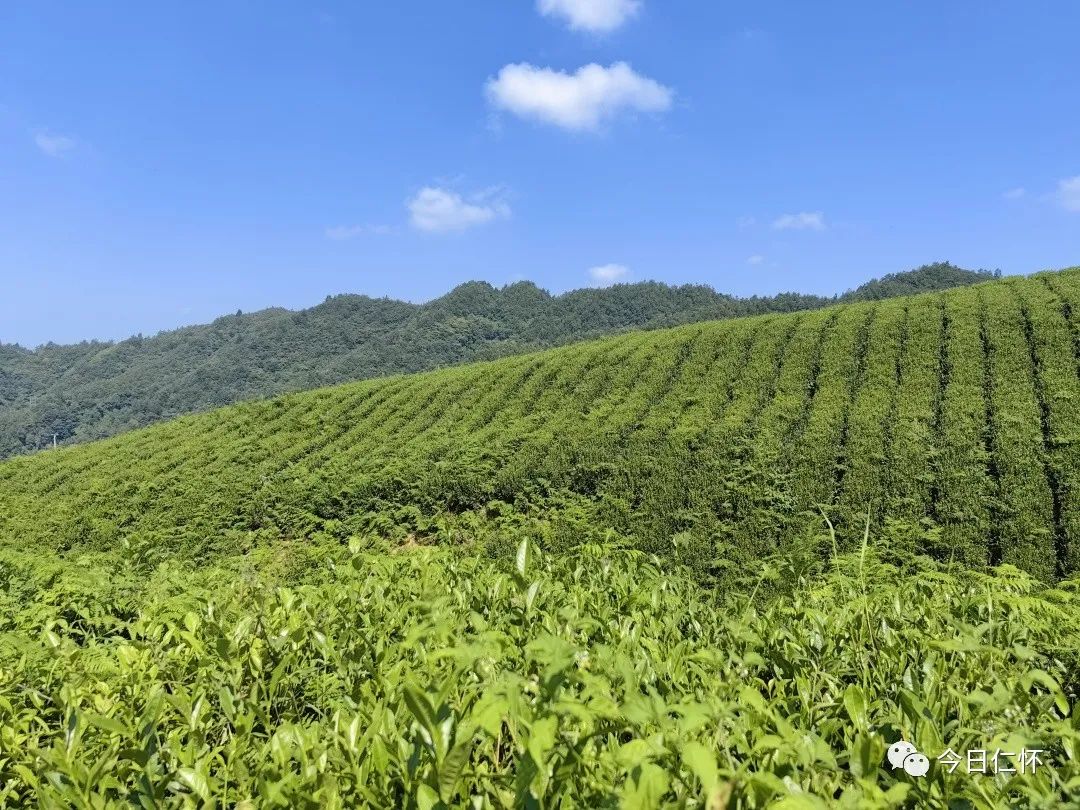 九仓万亩香慈秋茶上市啦！-酒通社