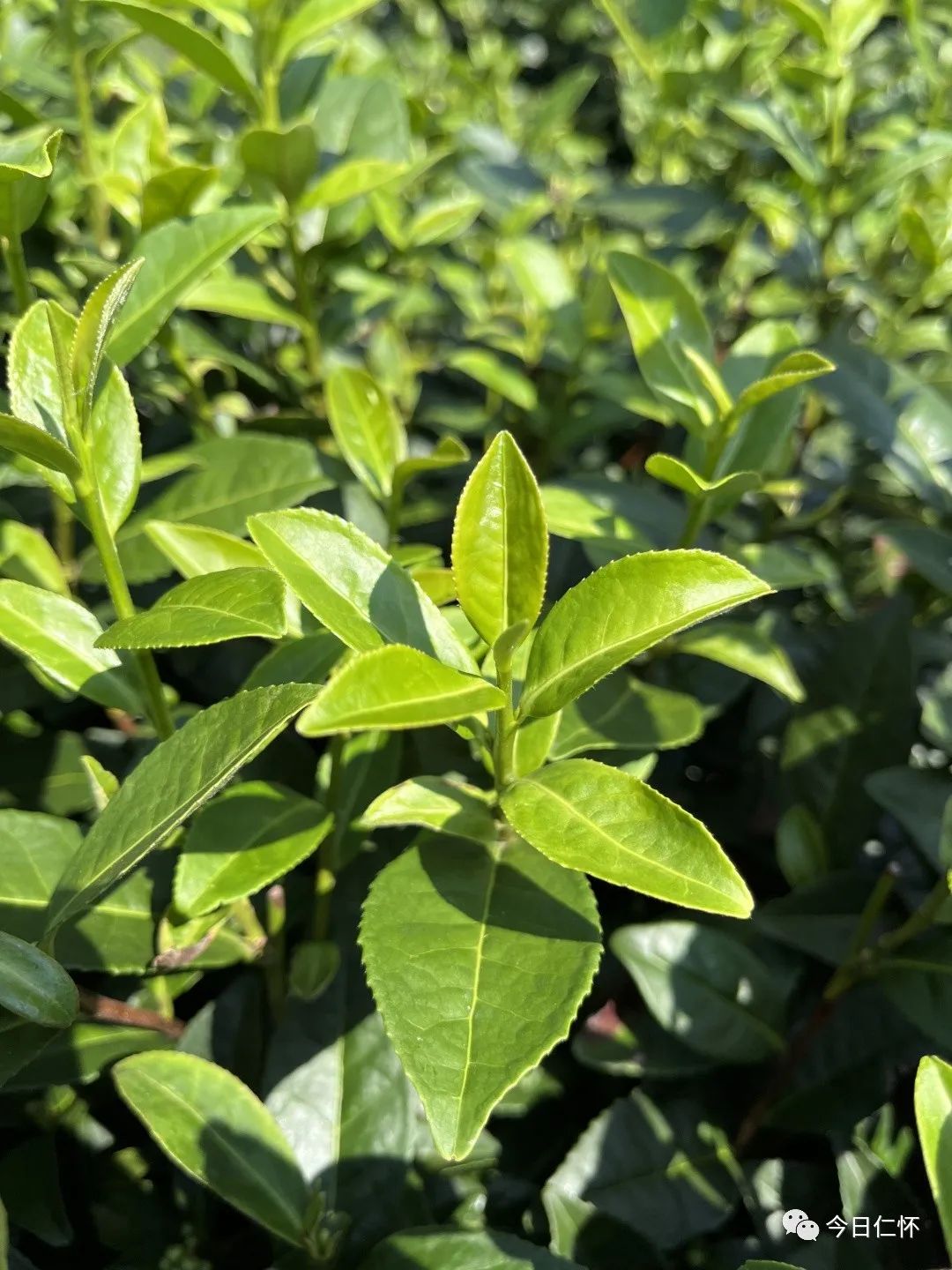 九仓万亩香慈秋茶上市啦！-酒通社