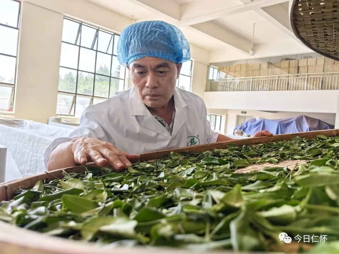 九仓万亩香慈秋茶上市啦！-酒通社