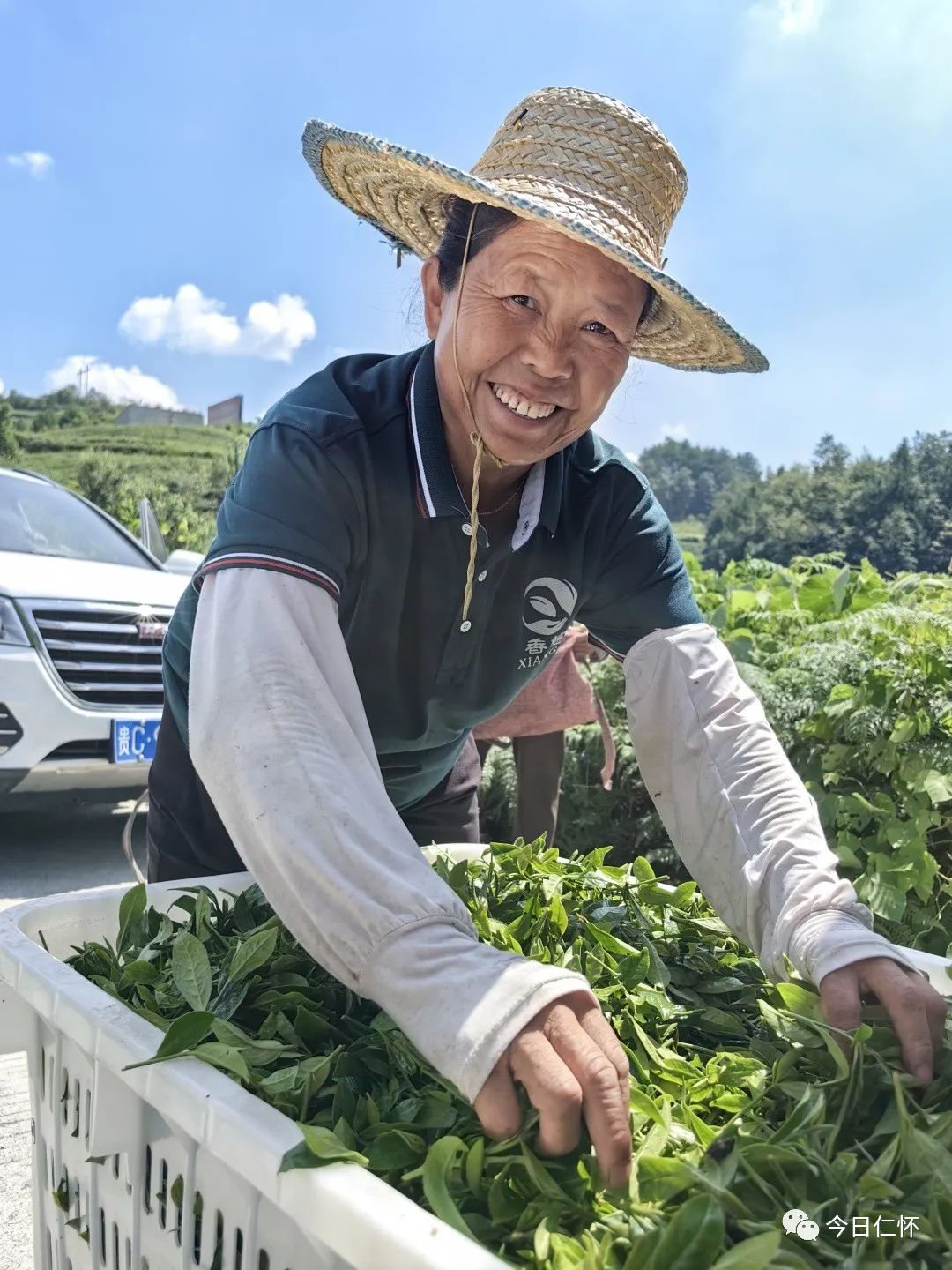 九仓万亩香慈秋茶上市啦！-酒通社