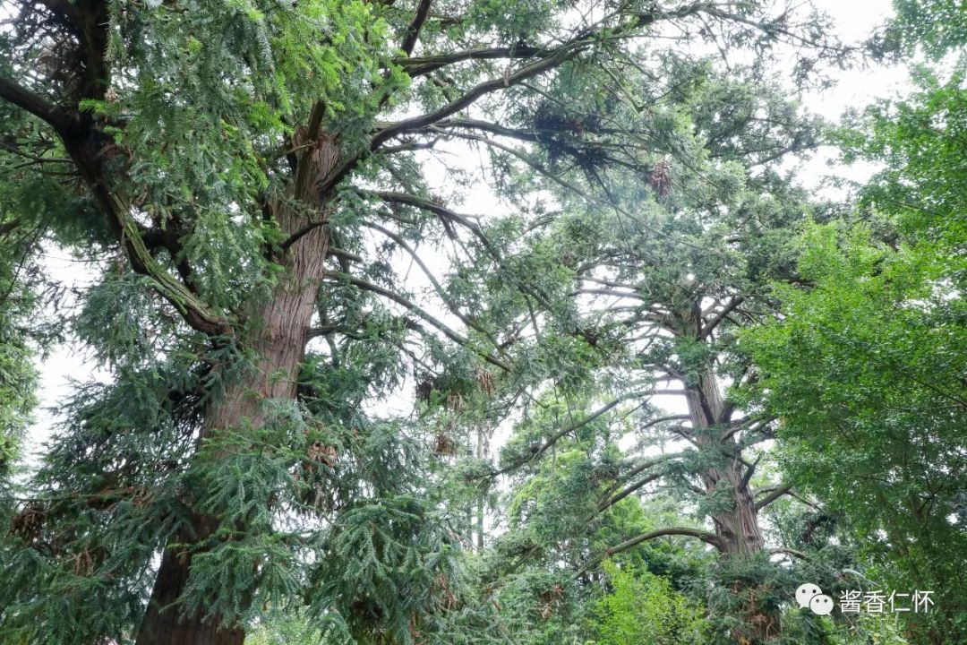 【寻仁迹】七百岁“杉王杉后” 见证乡村爱情故事-酒通社