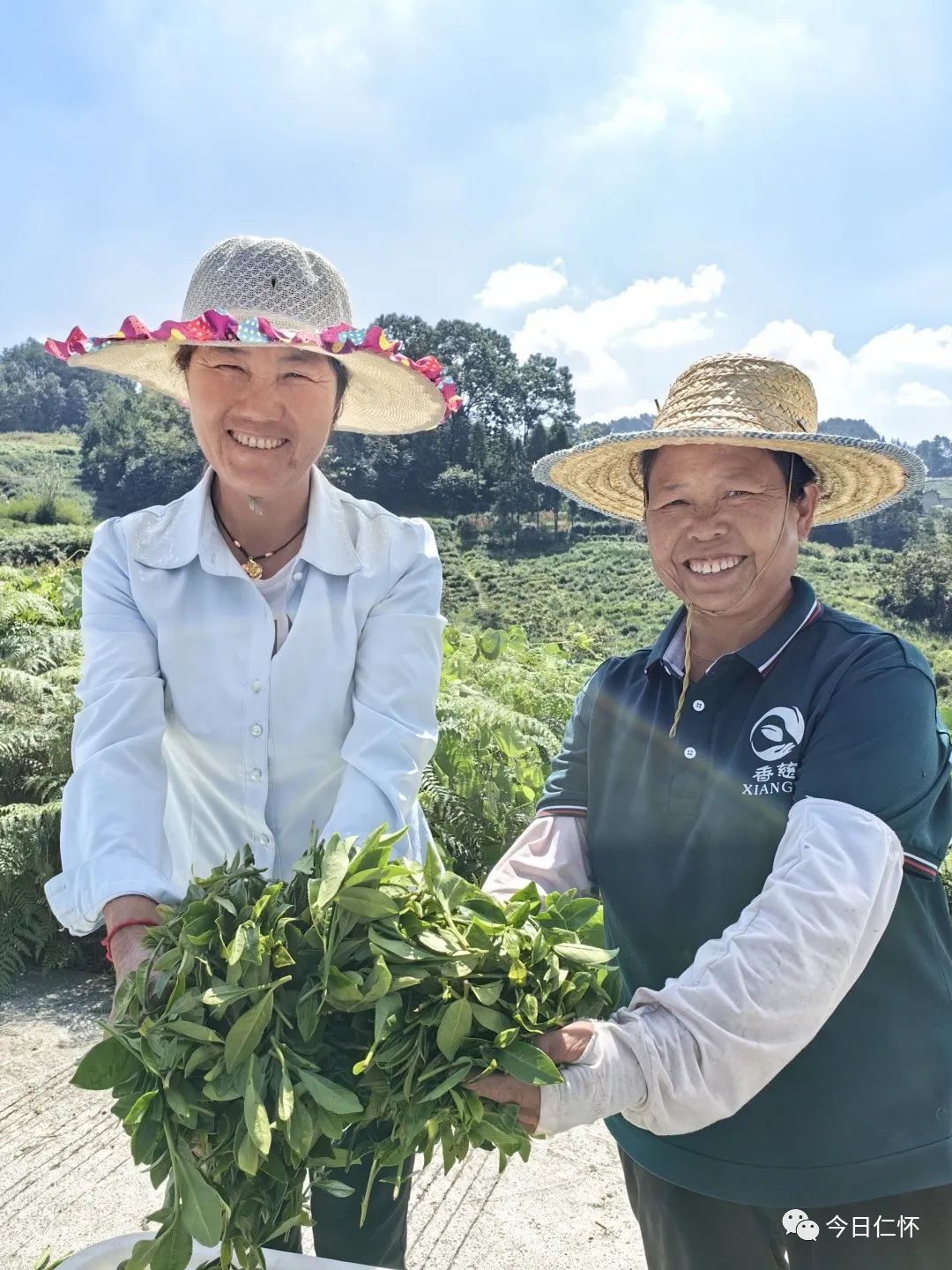 九仓万亩香慈秋茶上市啦！-酒通社
