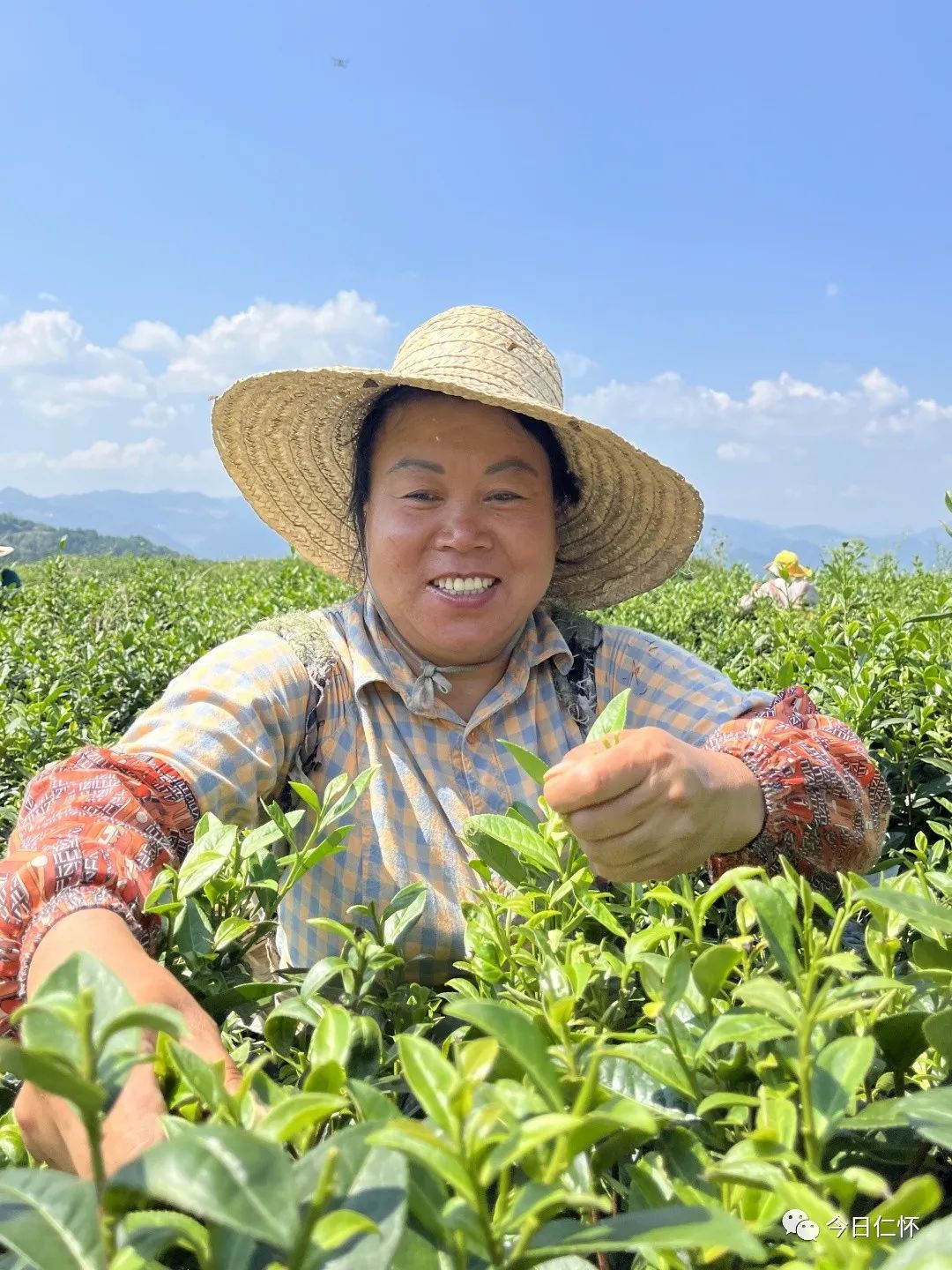 九仓万亩香慈秋茶上市啦！-酒通社